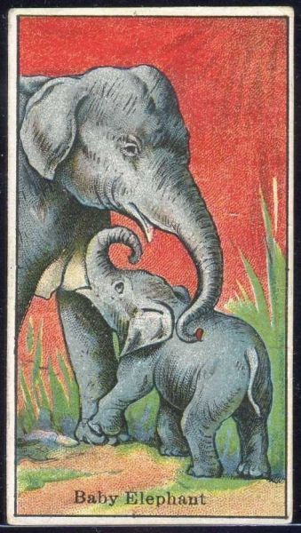 E44 Baby Elephant.jpg